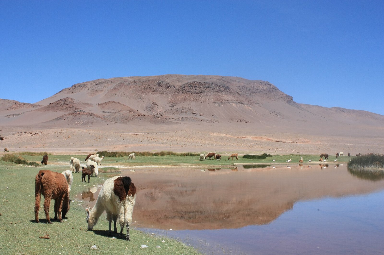 Antofagasta de la Sierra, puna catamarqueña a 3.450 metros