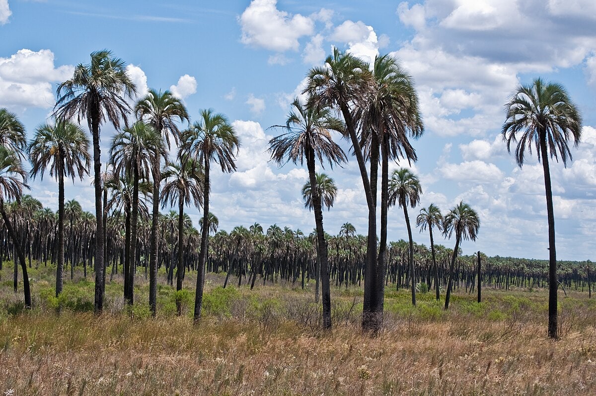 Palmares yatay en el Parque Nacional El Palmar, Entre Ríos