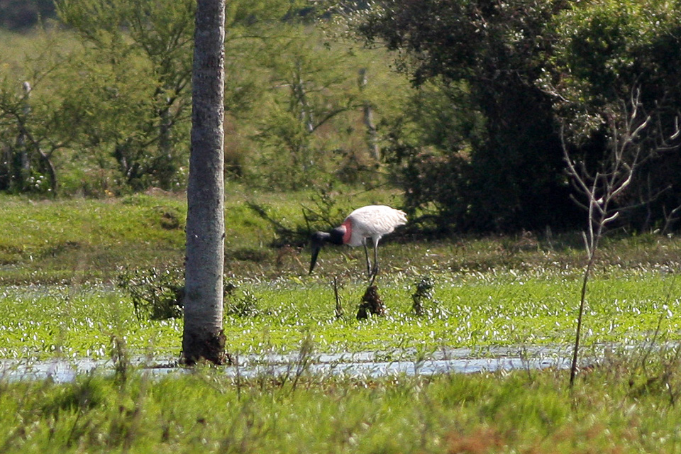 Jabirú (cigüeña americana) en los Esteros del Iberá, Argentina
