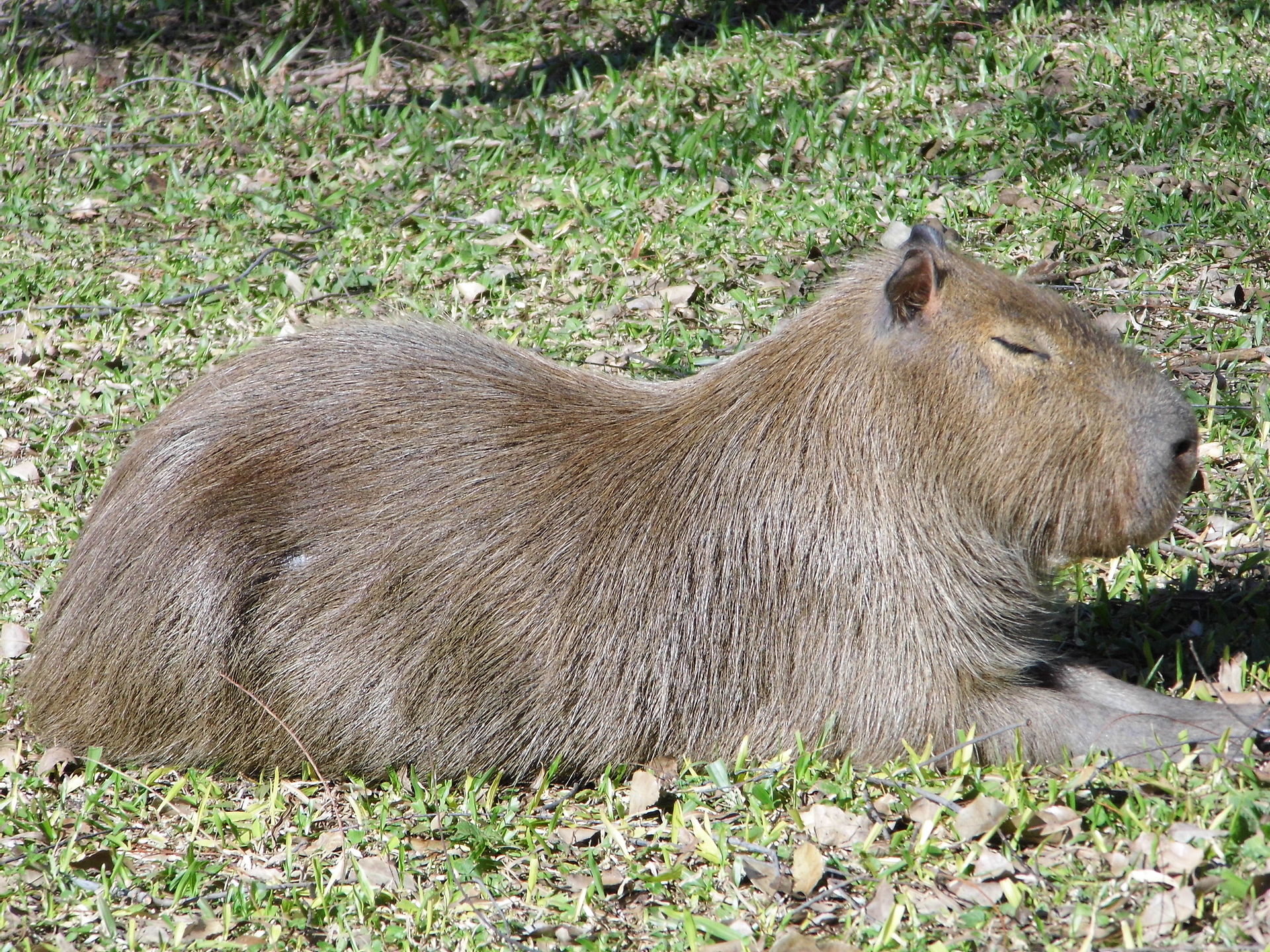 Carpincho (capibara) tomando sol en los Esteros del Iberá