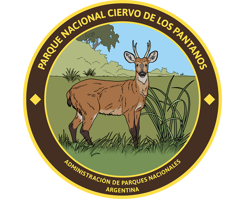 Ciervo de los pantanos en humedales argentinos