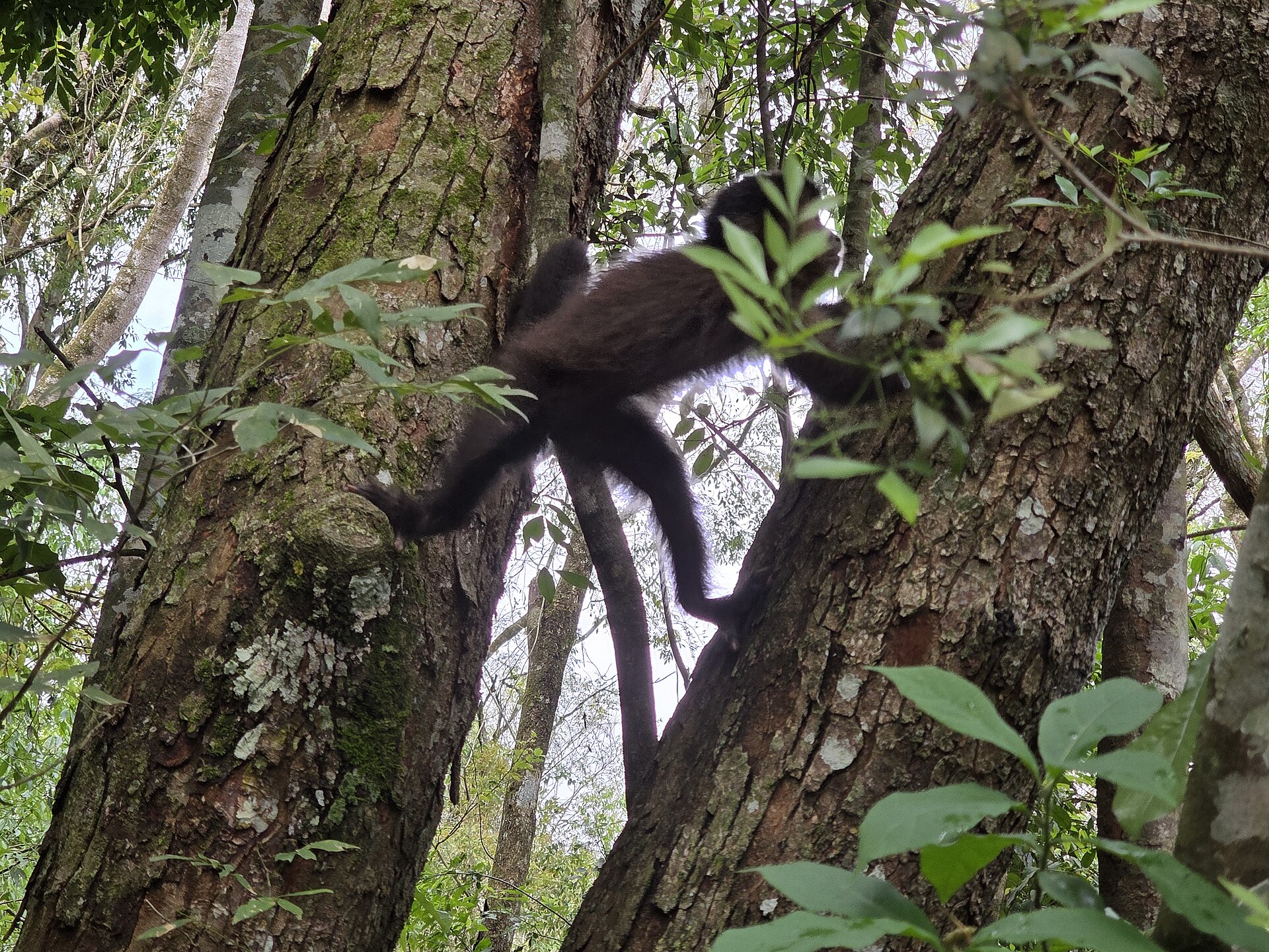 Mono carayá (mono aullador) en árbol de bosque galería