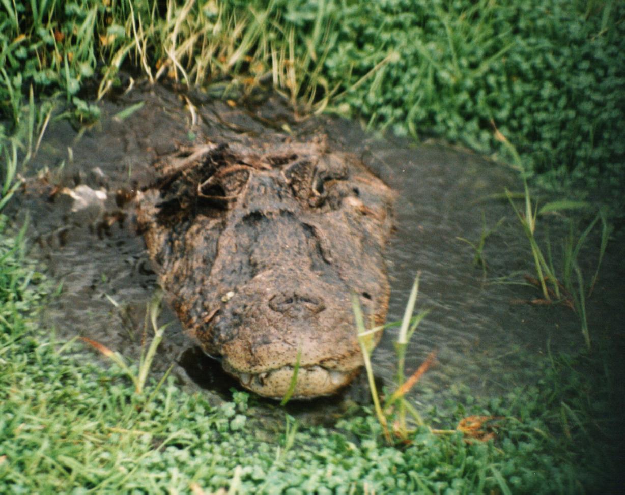 Yacaré overo en orilla de los Esteros del Iberá