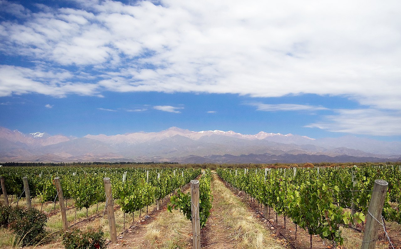 Viñedos de Valle de Uco con la Cordillera de los Andes