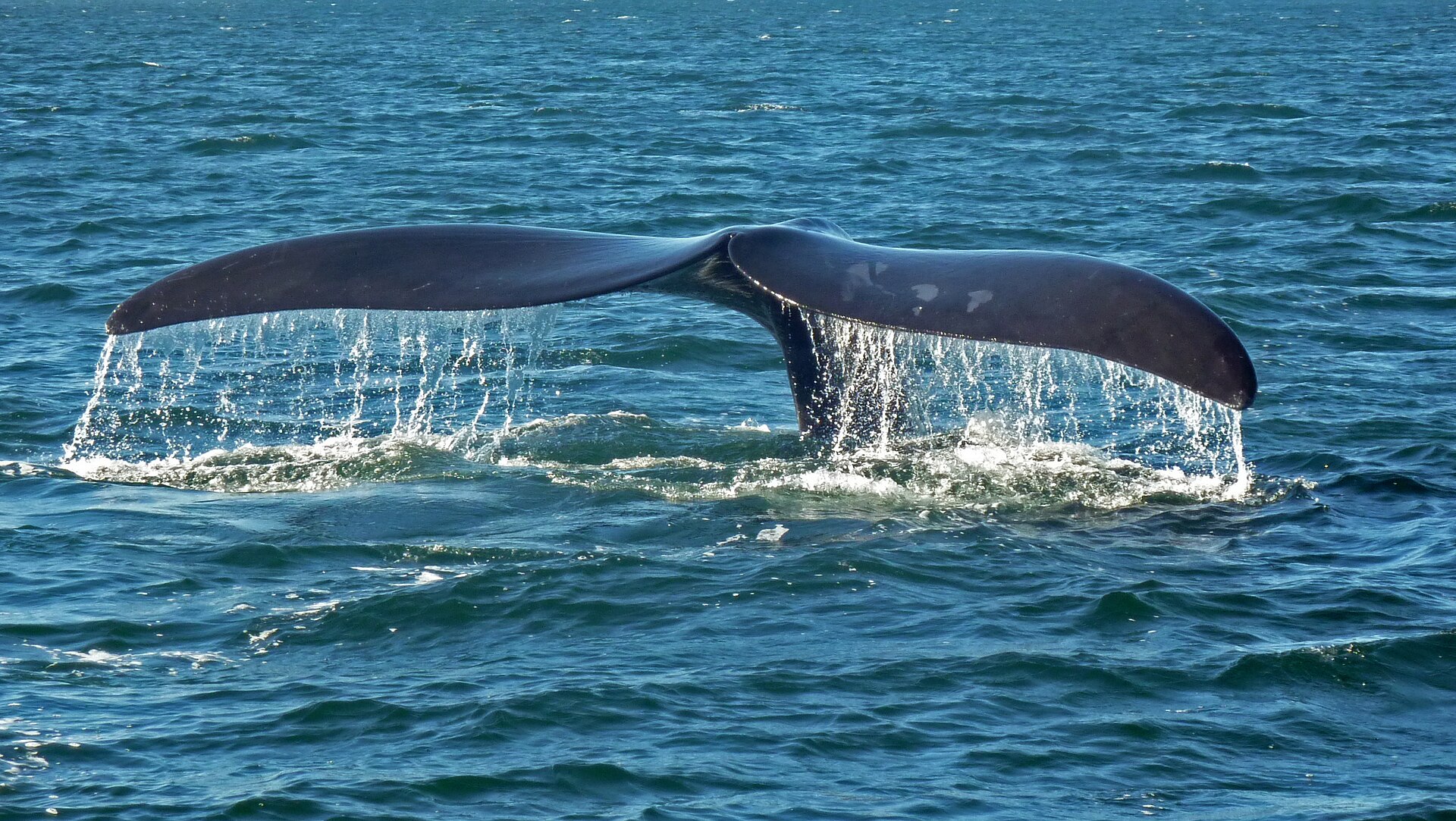Ballena franca austral en Península Valdés, Patagonia
