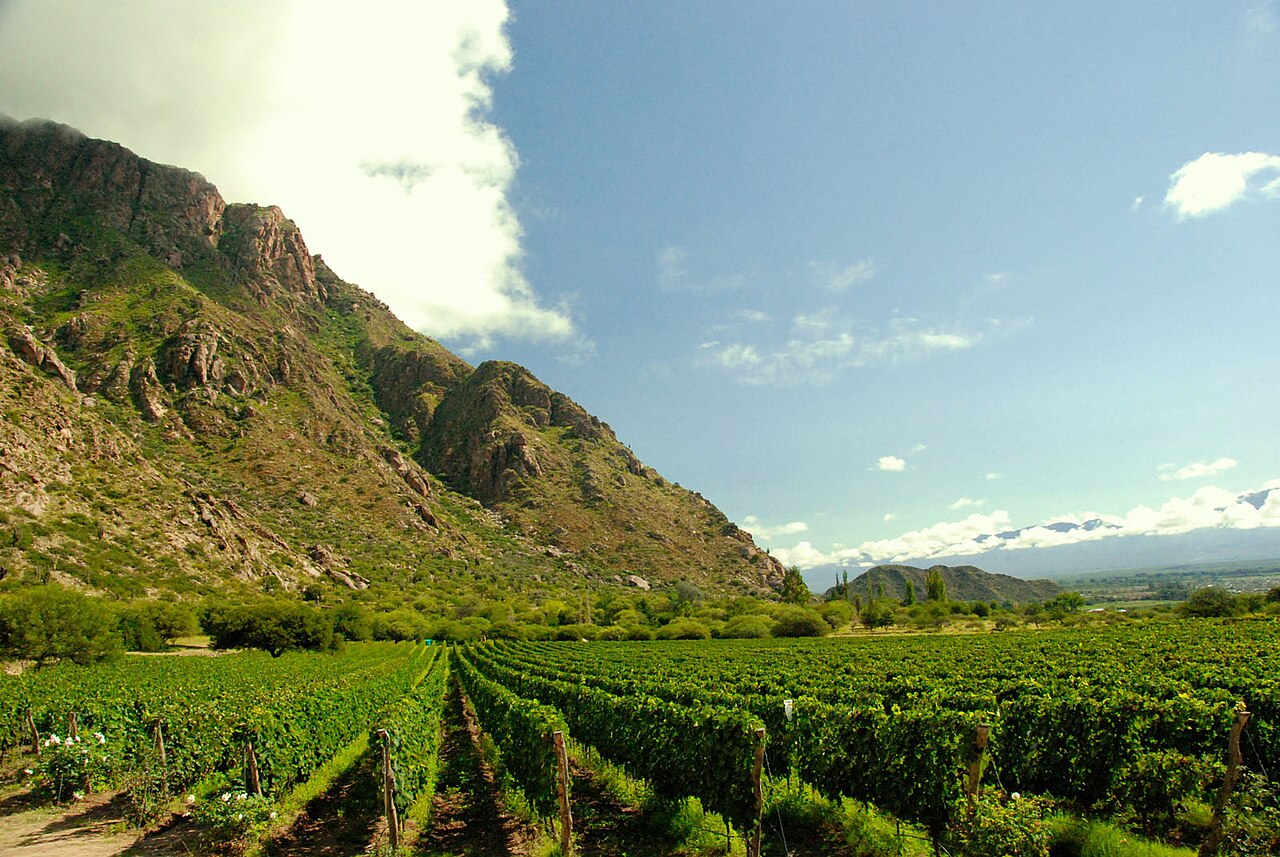 Viñedos de altura en Cafayate con la Cordillera de los Andes