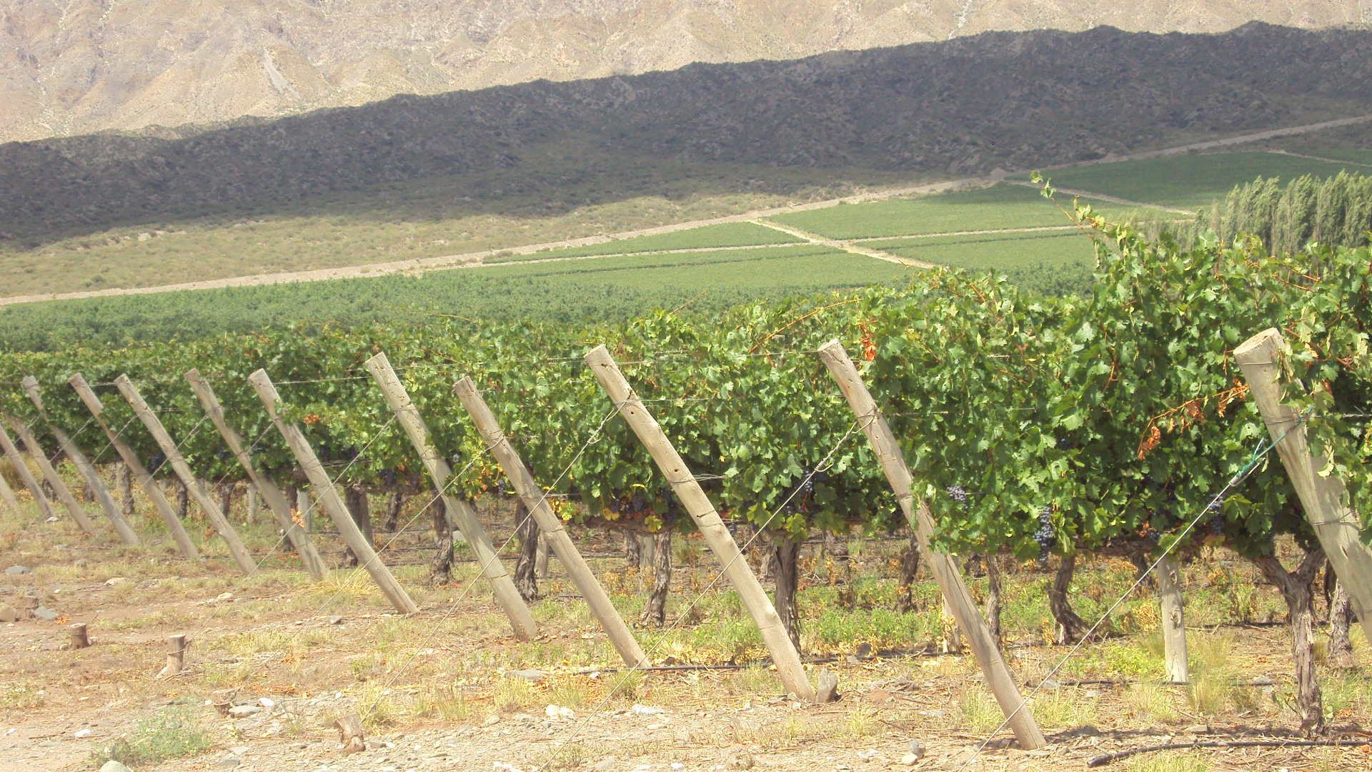 Viñedos en el Valle de Pedernal, San Juan, con cerros al fondo