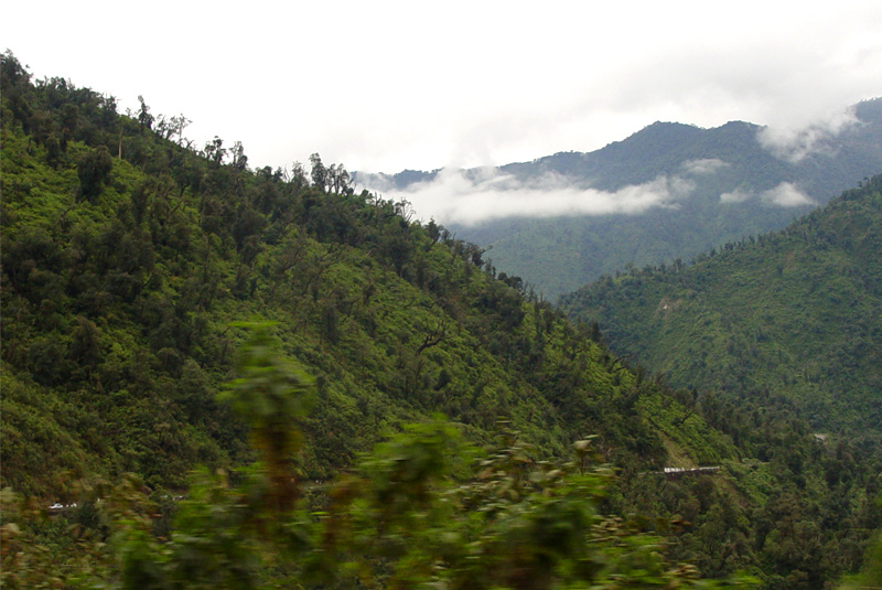 Selva subtropical de yungas en Reserva Aguas Chiquitas, Tucumán