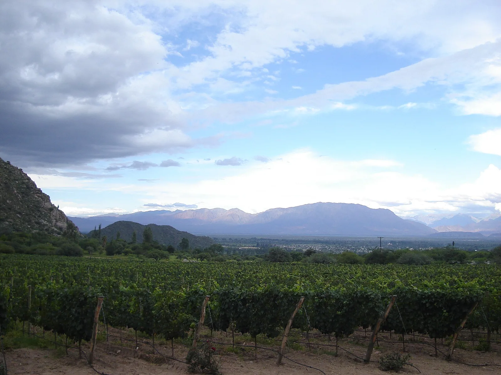 Bodega Piattelli